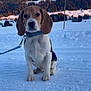 Valou a rejoint le concours — aidez-le/la à gagner de superbes lots ! beagle, dog, puppy, snow, leash, collar, outdoor, winter, nature, forest, hill, sky, animal, pet, mammal, cute, landscape, cold, daytime, sitting