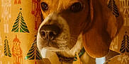 Valou participe au concours pour gagner de l'argent avec cette photo : dog, beagle, curious, face, wrapping_paper, holiday, christmas, nutcracker, festive, pattern, brown, white, ears, close_up, indoor, pet, cute, animal, portrait, tear