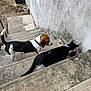 dog, beagle, cat, stairs, outdoor, concrete, wall, curious, pet, animal, black_and_white_cat, brown_white_dog, exploring, side_view, daylight, nature, domestic_animal, companion, curiosity, leisure
