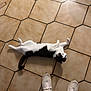 cat, black_and_white, floor, tile, hexagonal_tile, stretching, relaxed, pet, indoor, shoes, sneakers, feet, pants, casual, animal, fur, whiskers, home, comfort, light