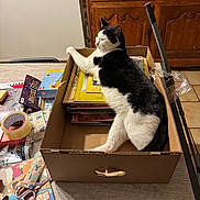Thor a rejoint le concours — aidez-le/la à gagner de superbes lots ! cat, black_and_white_cat, cardboard_box, books, papers, table, scissors, tape, indoor, wooden_furniture, floor_tiles, relaxed_cat, cluttered_table, household_items, pet, domestic_cat, feline, resting_cat, box, cozy