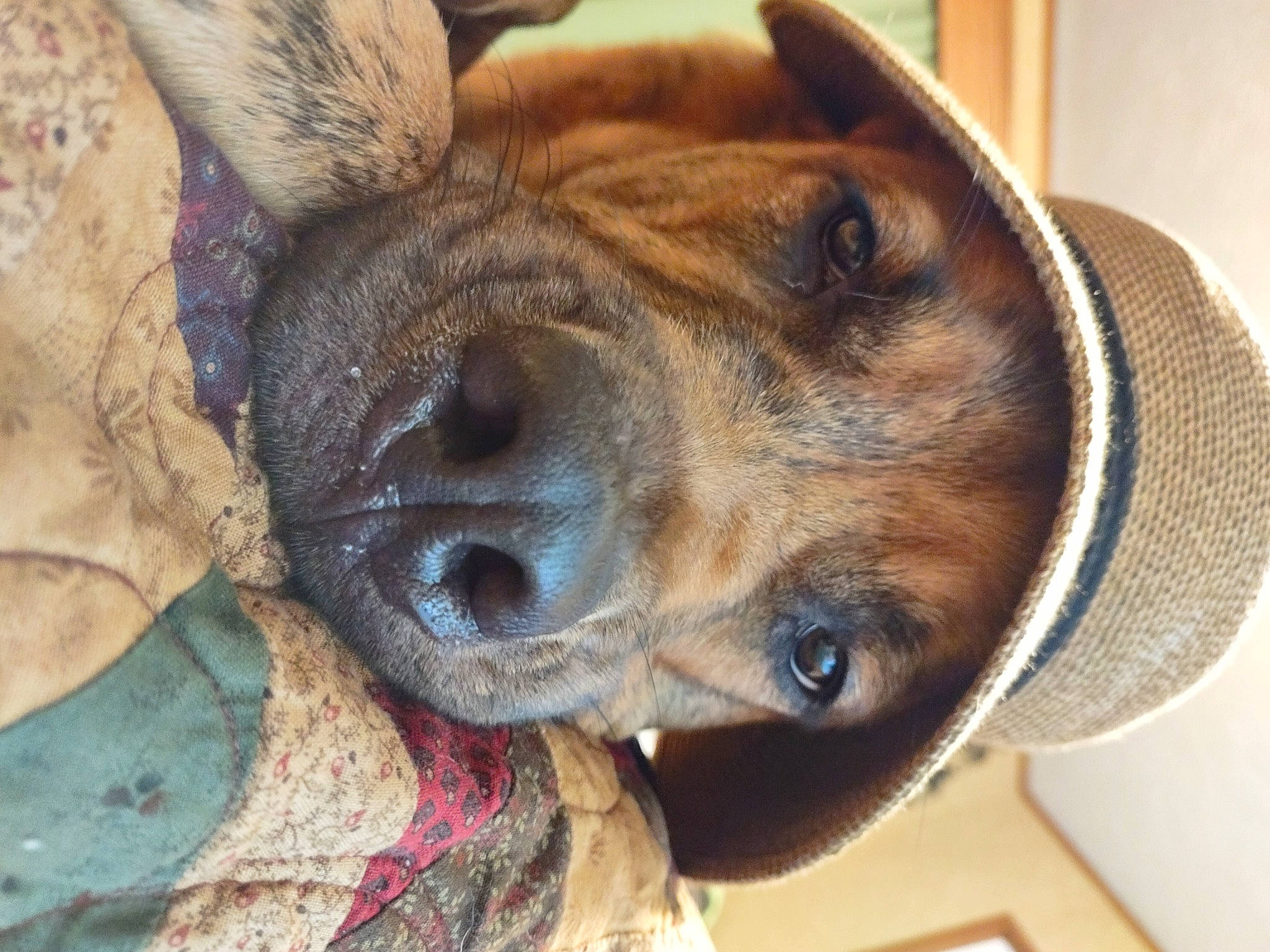 Little Baxter is registered to the contest to win money with this photo: canidae, carnivore, collar, companion_dog, dog, dog_breed, ear, fawn, fur, guard_dog, jaw, liver, paw, pet_supply, puppy, snout, sporting_group, terrestrial_animal, whiskers, working_animal