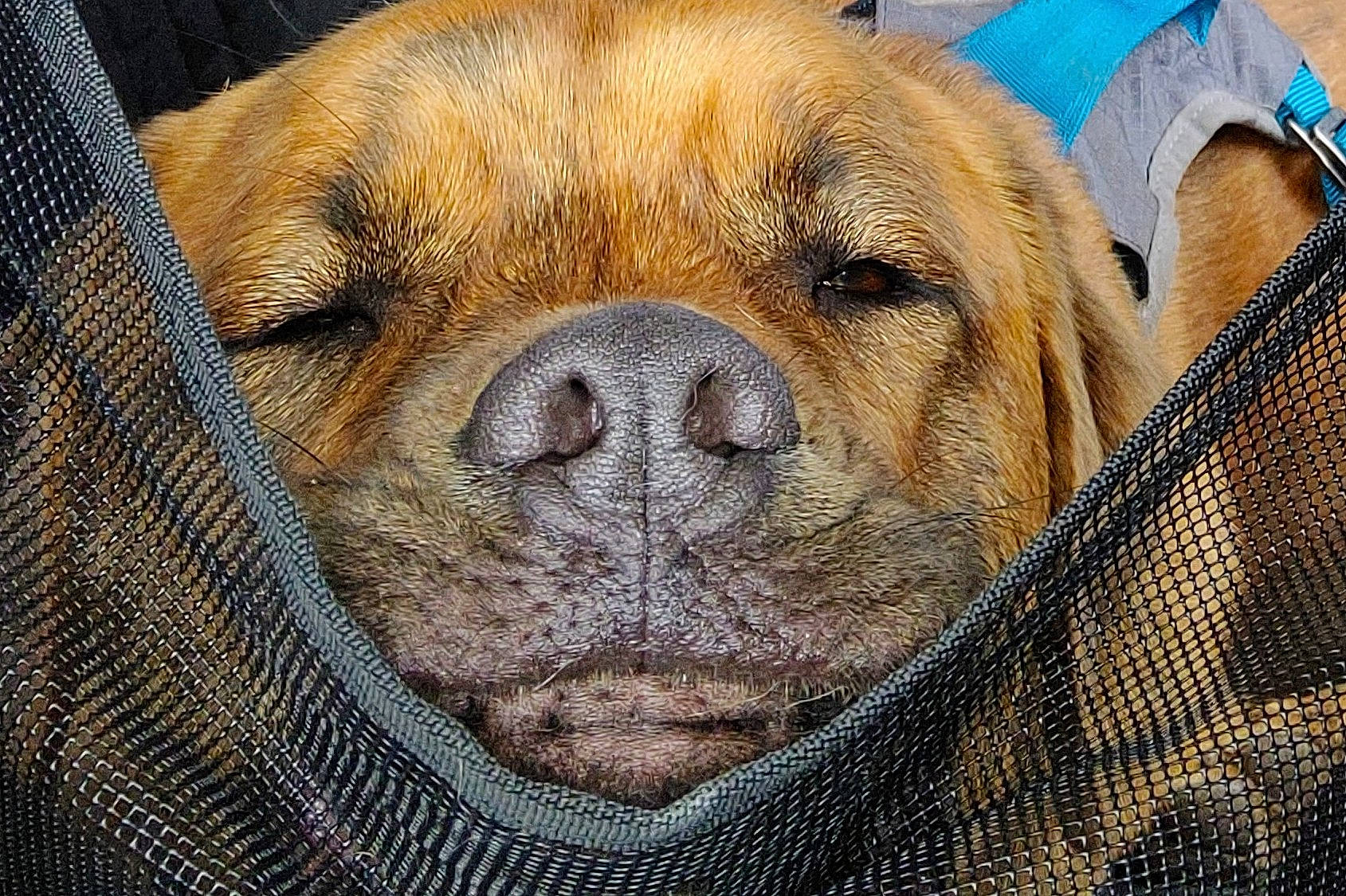 Little Baxter joined the competition — help win amazing prizes! canidae, carnivore, close_up, comfort, companion_dog, dog, dog_breed, eye, fawn, fur, giant_dog_breed, head, liver, pattern, snout, sporting_group, terrestrial_animal, whiskers, working_animal, wrinkle