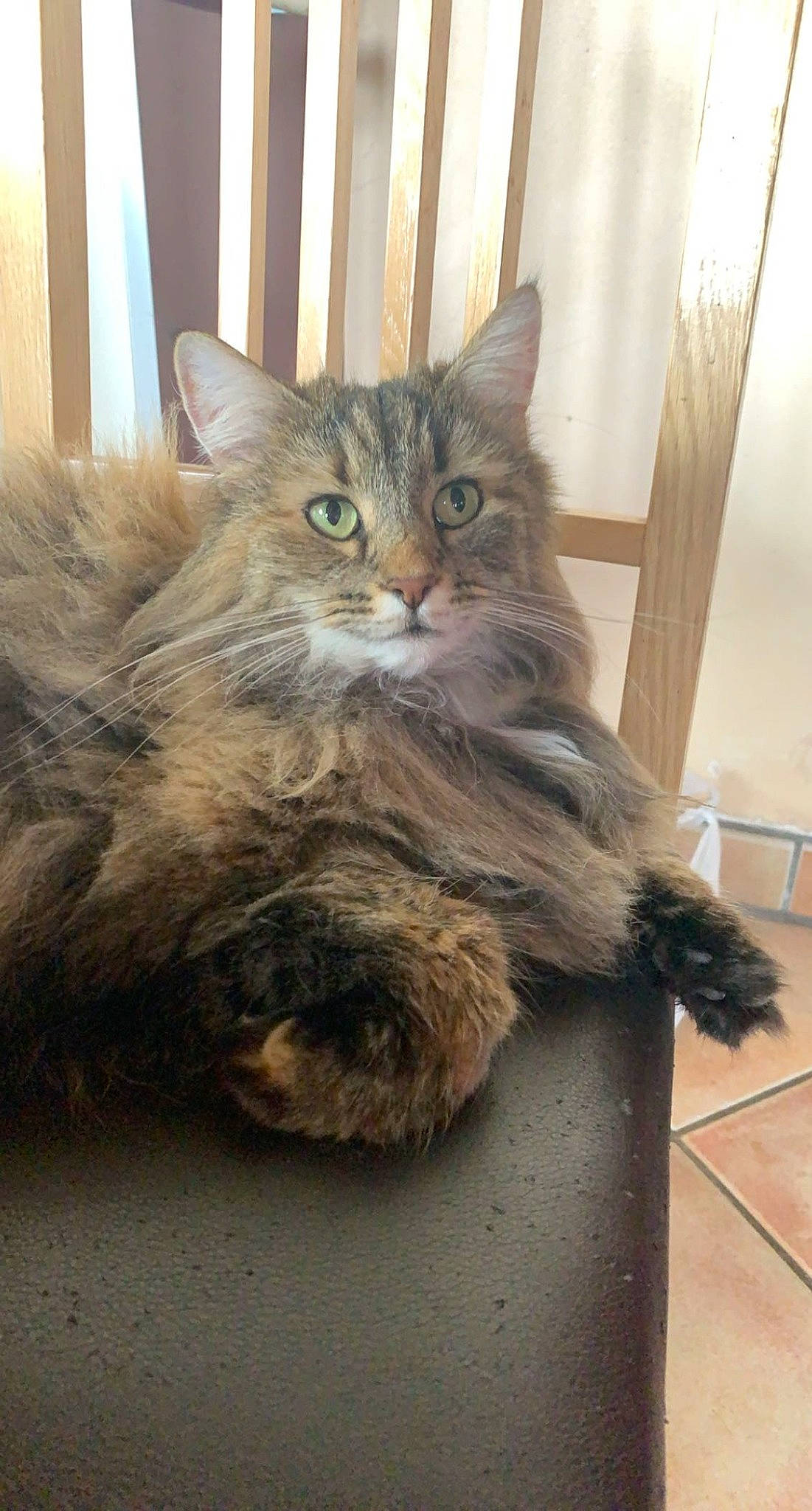 Jaïka a rejoint le concours — aidez-le/la à gagner de superbes lots ! carnivore, cat, claw, comfort, domestic_short_haired_cat, fawn, felidae, fur, grey, maine_coon, paw, small_to_medium_sized_cats, snout, tail, terrestrial_animal, whiskers, wood
