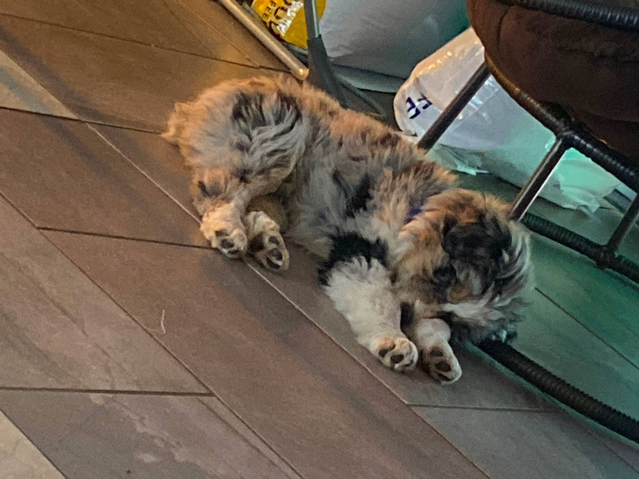 Blueberry joined the competition — help win amazing prizes! automotive_exterior, carnivore, companion_dog, dog, dog_breed, fawn, felidae, flooring, fur, gas, hardwood, motor_vehicle, small_to_medium_sized_cats, snout, sporting_group, terrestrial_animal, toy_dog, vehicle, whiskers, wood