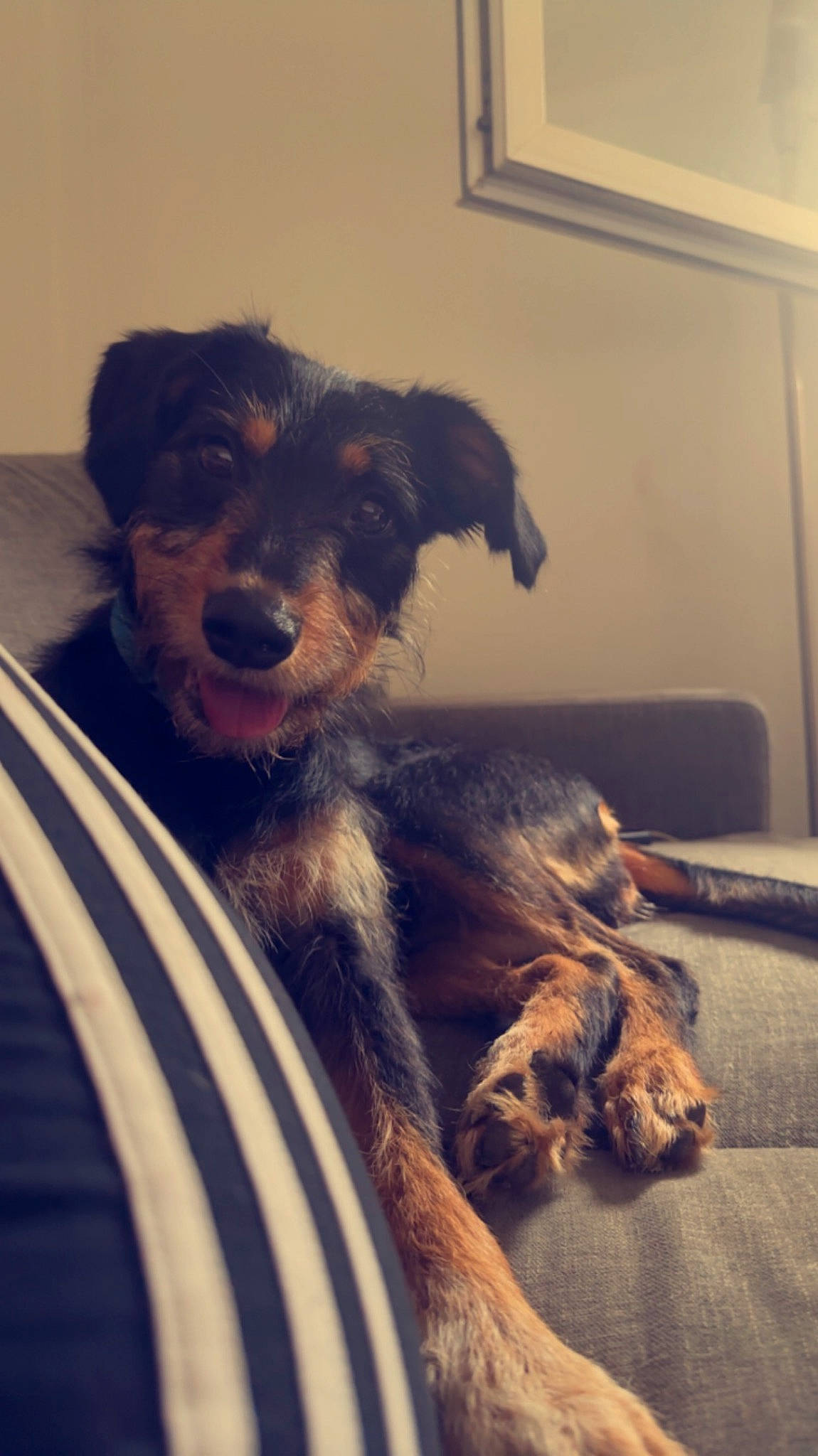 Bounty a rejoint le concours — aidez-le/la à gagner de superbes lots ! canidae, carnivore, cloud, comfort, companion_dog, dog, dog_breed, ear, flooring, fur, guard_dog, happy, paw, sporting_group, whiskers, working_animal, working_dog