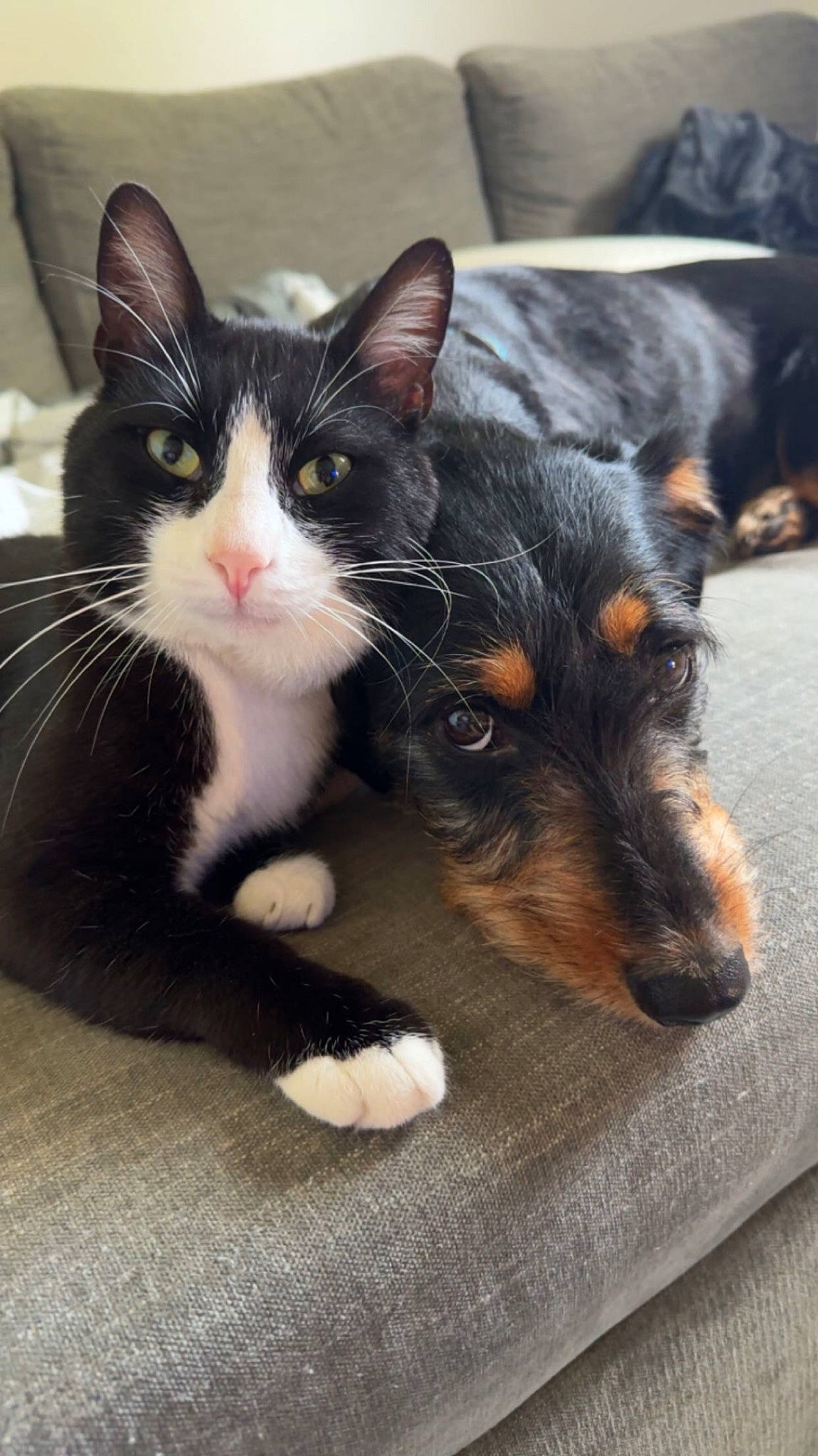 Bounty a rejoint le concours — aidez-le/la à gagner de superbes lots ! carnivore, cat, claw, comfort, companion_dog, dog_breed, domestic_short_haired_cat, ear, felidae, foot, fur, paw, recipe, small_to_medium_sized_cats, snout, tail, whiskers