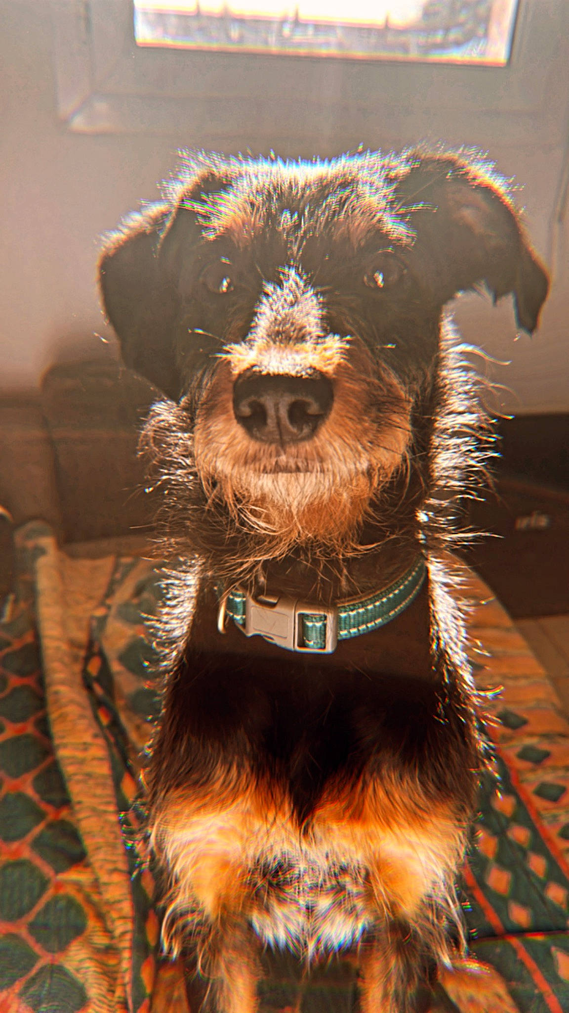 Bounty a rejoint le concours — aidez-le/la à gagner de superbes lots ! airedale_terrier, canidae, carnivore, collar, companion_dog, dog, dog_breed, dog_collar, dog_supply, fawn, fur, hat, leash, liver, pet_supply, snout, sporting_group, terrier, whiskers, working_animal