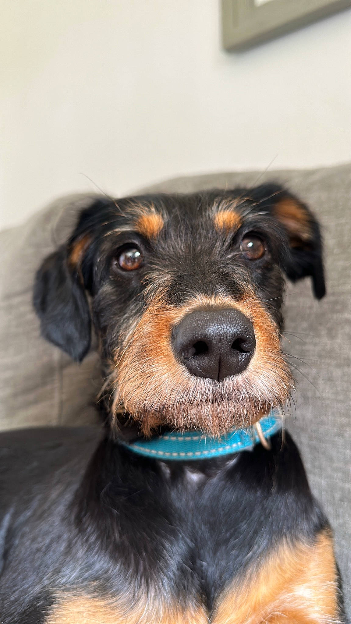 Bounty participe au concours pour gagner de l'argent avec cette photo : ball, canidae, carnivore, collar, companion_dog, dog, dog_breed, dog_collar, dog_supply, fawn, fur, guard_dog, leash, liver, personal_protective_equipment, pet_supply, puppy, sporting_group, working_animal, working_dog