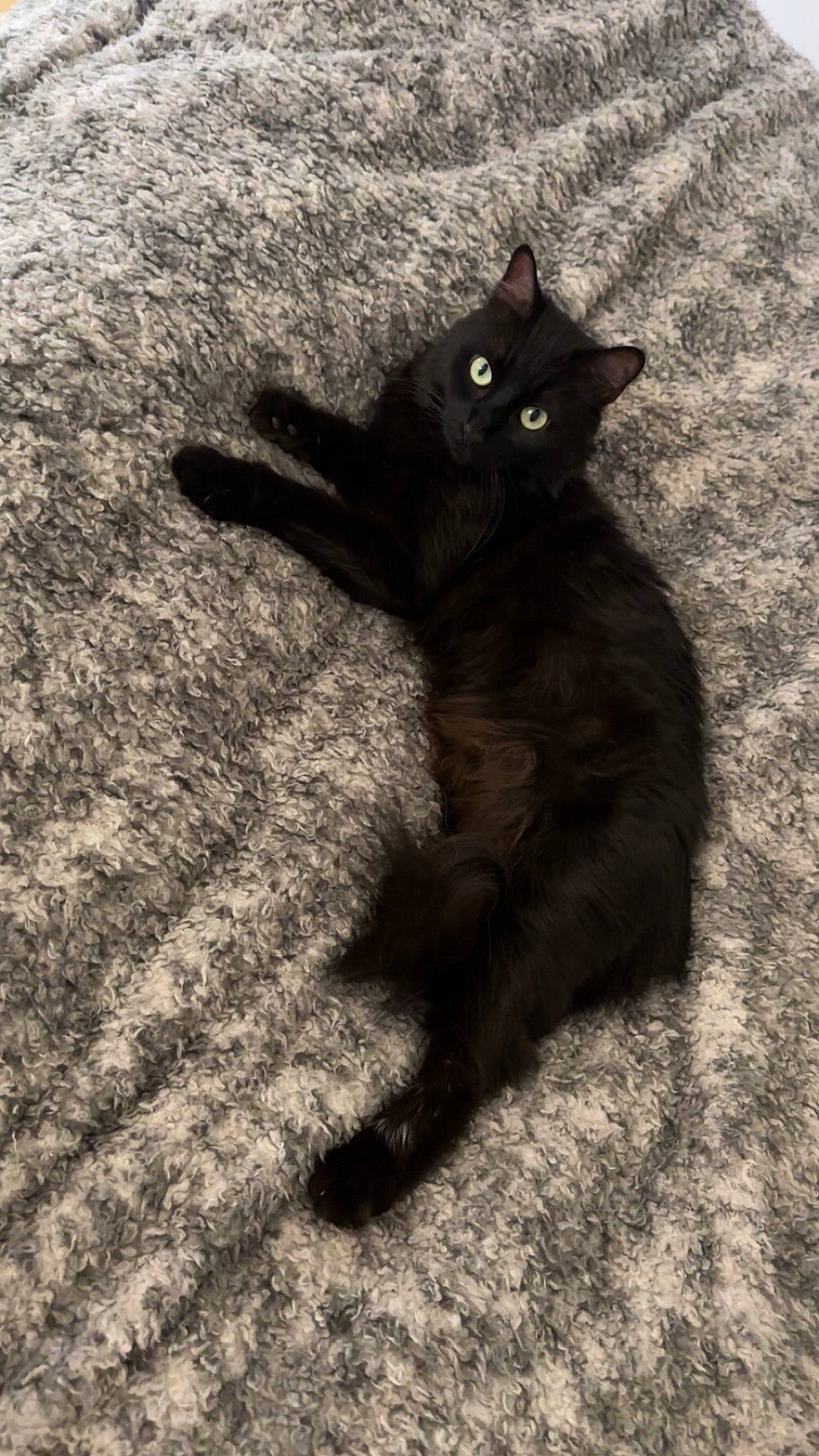 Pandore participe au concours pour gagner de l'argent avec cette photo : black_cat, bombay, carnivore, cat, claw, domestic_short_haired_cat, felidae, fur, monochrome, monochrome_photography, paw, plant, shadow, small_to_medium_sized_cats, soil, tail, terrestrial_animal, tints_and_shades, whiskers