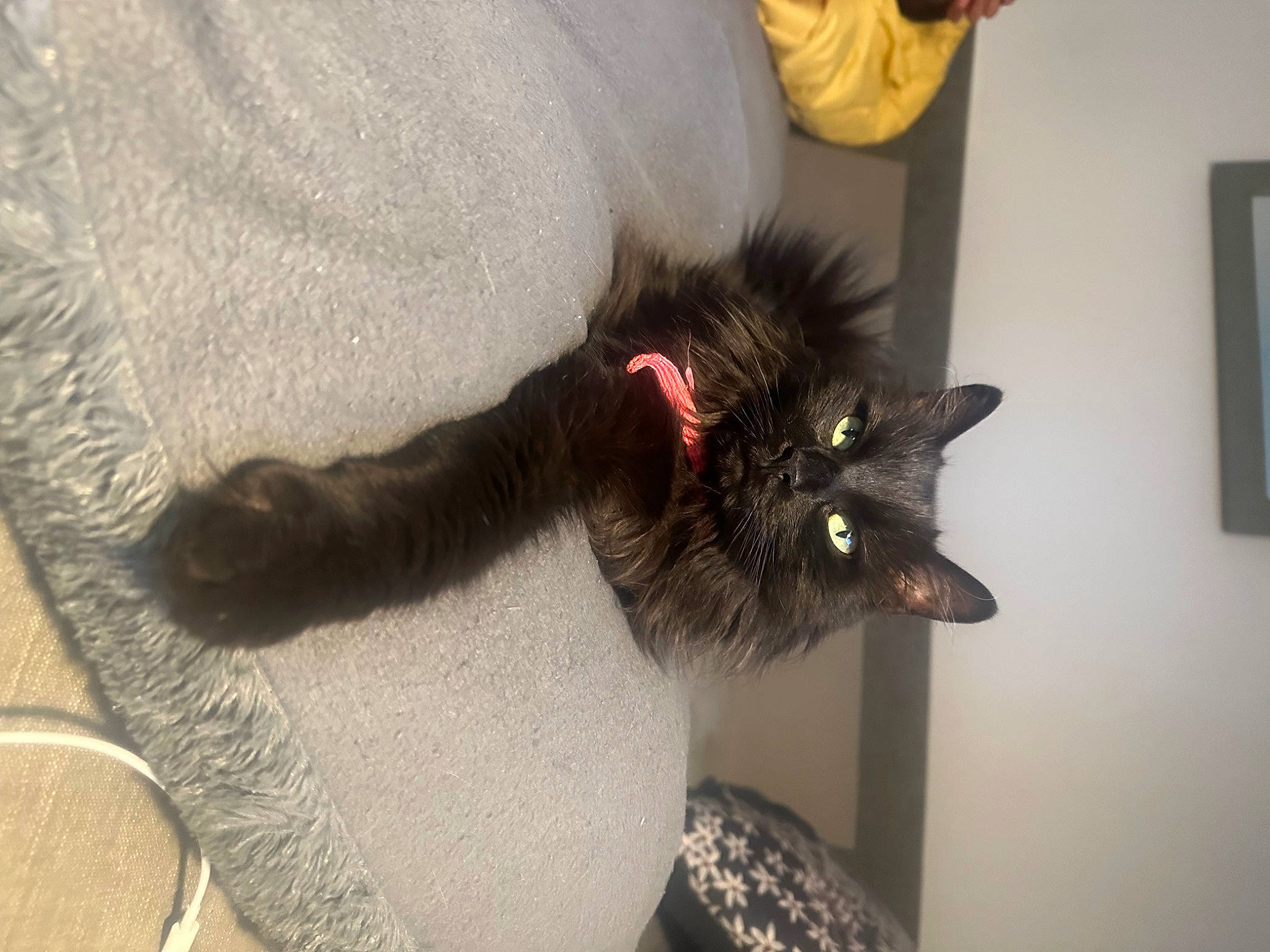 Pandore participe au concours pour gagner de l'argent avec cette photo : carnivore, cat, claw, collar, domestic_short_haired_cat, ear, fashion_accessory, felidae, foot, fur, natural_material, picture_frame, small_to_medium_sized_cats, snout, tail, whiskers