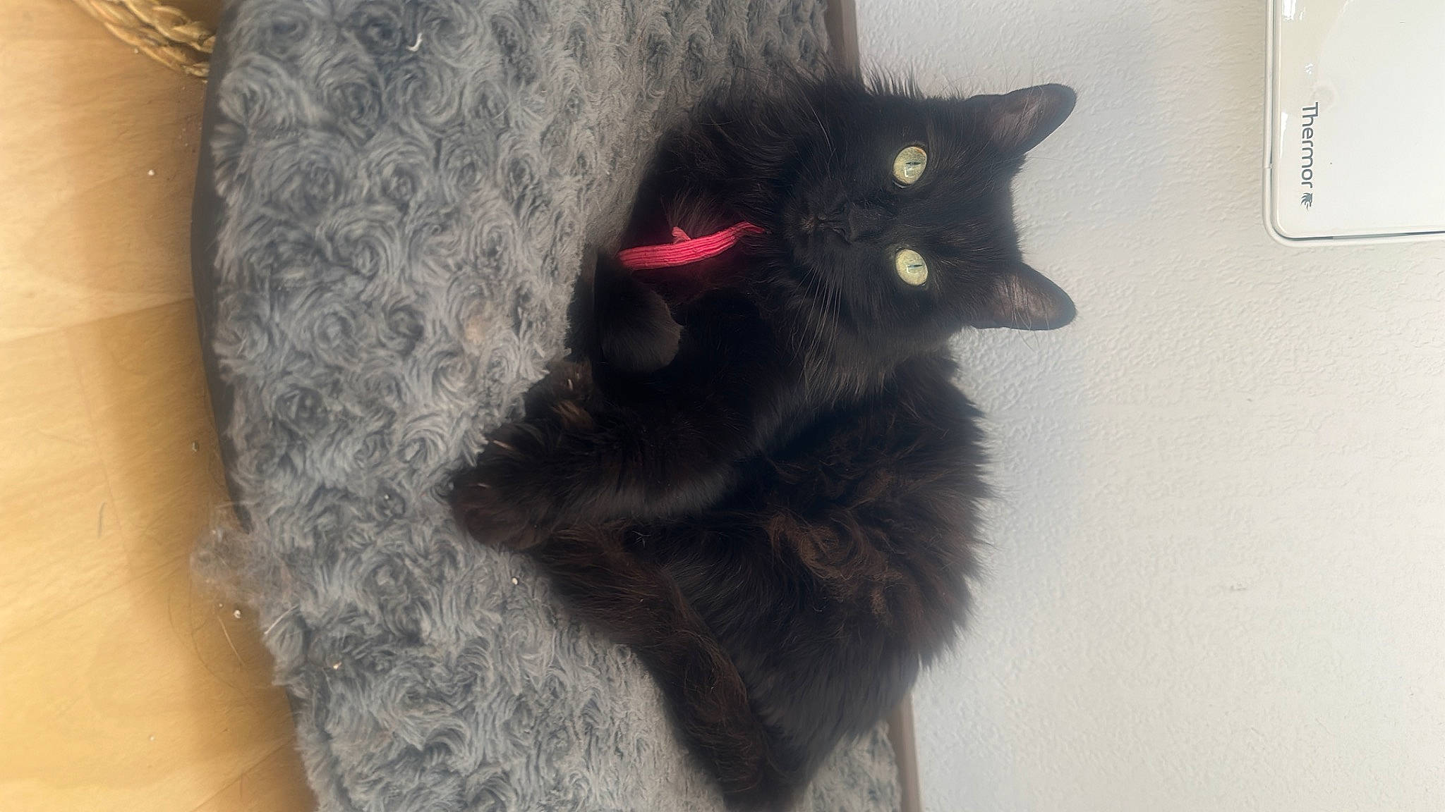 Pandore a rejoint le concours — aidez-le/la à gagner de superbes lots ! black_cat, bombay, carnivore, cat, claw, domestic_short_haired_cat, felidae, fur, grey, paw, small_to_medium_sized_cats, snout, tail, terrestrial_animal, whiskers, window