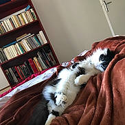 Lulu participe au concours pour gagner de l'argent avec cette photo : cat, black_and_white, sleeping, bedroom, blanket, bookshelf, books, door, cozy, indoor, pet, feline, fur, resting, home, comfort, relaxation, soft, animal, cute