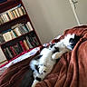 cat, black_and_white, sleeping, bedroom, blanket, bookshelf, books, door, cozy, indoor, pet, feline, fur, resting, home, comfort, relaxation, soft, animal, cute