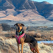 Ginger joined the competition — help win amazing prizes! adventure, alert, animal, black, brown, canine, dog, field, grass, harness, landscape, mountain, nature, outdoor, pet, rural, scenic, sky, standing, sunlight