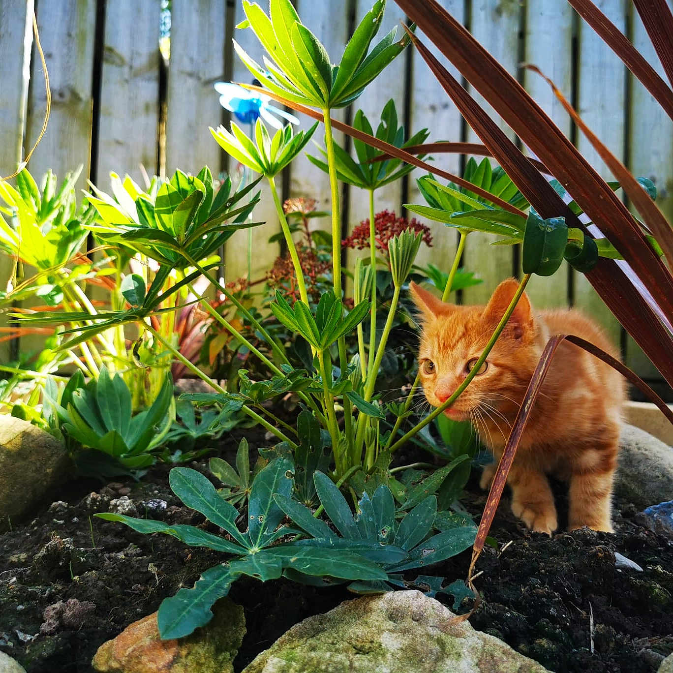 Tigger joined the competition — help win amazing prizes! backyard, flower, garden, herbal, herbs, jar, leaf, nature, outdoors, petal, plant, planter, pottedplant, pottery, rock, soil, summer, vase, vegetation, yard
