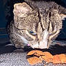 Akito Sohma joined the competition — help win amazing prizes! cat, tabby_cat, snack, chips, carpet, close_up, fur, whiskers, indoor, animal, pet, food, focused, brown, white, pink_collar, curious, night, flash, texture