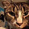 cat, tabby_cat, close_up, indoor, green_eyes, whiskers, fur, pet, animal, curious, face, nose, ear, collar, domestic_cat, feline, background, room, lighting, cozy