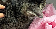 Akito Sohma is registered to the contest to win money with this photo: cat, tabby_cat, pet, feline, fur, hand, pink_blanket, fabric, cozy, resting, indoor, close_up, animal, soft_texture, domestic_animal, sleeping, companion, cute, whiskers, relaxing