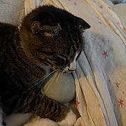 Akito Sohma joined the competition — help win amazing prizes! cat, tabby_cat, white_paws, sleeping, cuddling, plush_toy, blanket, star_pattern, cozy, indoor, pet, fur, whiskers, resting, close_up, animal, cute, soft_texture, domestic_cat, relaxed