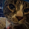 Akito Sohma joined the competition — help win amazing prizes! cat, close_up, tabby, indoor, pet, collar, whiskers, face, green_eyes, feline, domestic_animal, curious, animal, portrait, fur, nose, ears, tags, dim_light, bed
