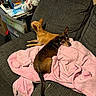 dog, couch, blanket, indoor, pet, small_dog, brown_dog, tan_dog, furniture, cozy, relaxing, household_items, air_conditioner, storage_drawer, plastic_bag, pink_blanket, carpet, domestic, animal, two_dogs