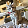 kitten, cat, gray_cat, red_ribbon, pet, indoor, cozy, blanket, furry, cute, animal, young_cat, closeup, soft_texture, domestic_cat, curious, sitting, feline, portrait, home
