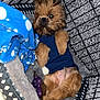 affenpinscher, animal, basket, bed, canine, couch, crib, den, dog, doghouse, furniture, indoors, infantbed, kennel, person, pet, poodle, puppy, sleeping, terrier