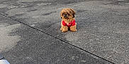 Yogi is registered to the contest to win money with this photo: animal, architecture, brick, canine, chair, city, dog, door, furniture, path, pet, plant, pottedplant, puppy, road, sidewalk, slate, street, tarmac, urban
