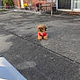 animal, architecture, brick, canine, chair, city, dog, door, furniture, path, pet, plant, pottedplant, puppy, road, sidewalk, slate, street, tarmac, urban