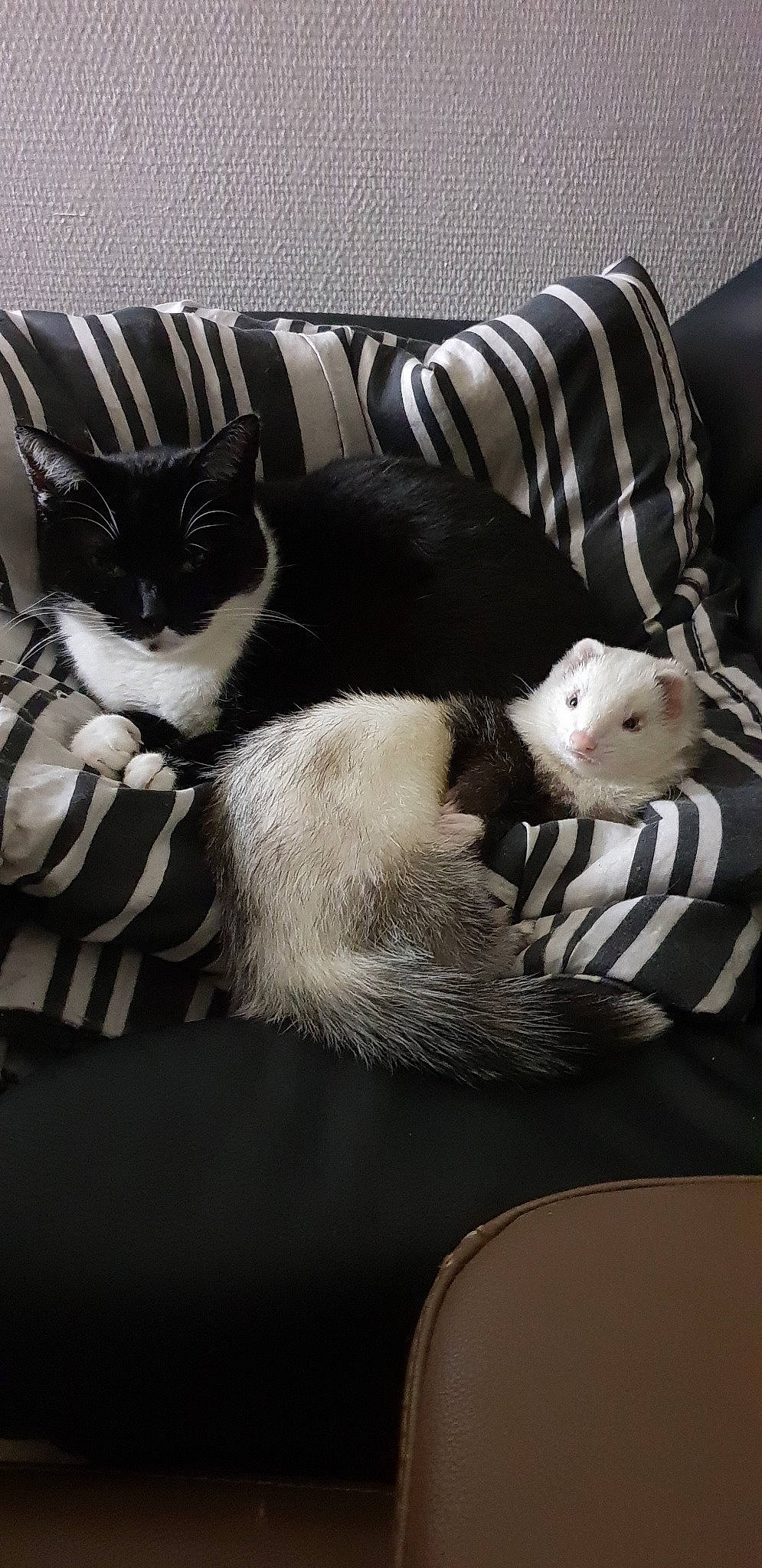 Tina a rejoint le concours — aidez-le/la à gagner de superbes lots ! american_shorthair, black, black_and_white, carnivore, cat, felidae, fur, furniture, kitten, linens, paw, small_to_medium_sized_cats, tail, whiskers