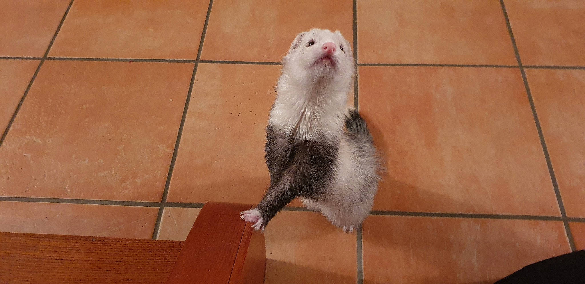 Tina a rejoint le concours — aidez-le/la à gagner de superbes lots ! carnivore, ferret, fur, mammal, mink, muridae, mustelidae, mustelinae, polecat, rat, tail, vertebrate, whiskers