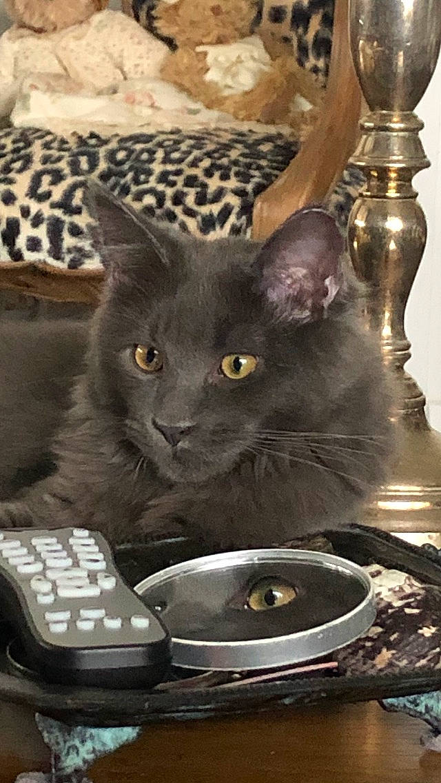 Saekô participe au concours pour gagner de l'argent avec cette photo : black_cat, bombay, carnivore, cat, cat_supply, comfort, domestic_short_haired_cat, felidae, fur, grey, office_equipment, paw, remote_control, russian_blue, serveware, sitting, small_to_medium_sized_cats, snout, tail, whiskers