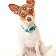 Mango a rejoint le concours — aidez-le/la à gagner de superbes lots ! dog, puppy, pet, small_dog, white_background, collar, cute, ears, head_tilt, sitting, animal, canine, fur, adorable, friendly, isolated, studio_shot, looking_at_camera, domestic_animal, alert