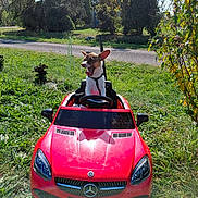 Mango participe au concours pour gagner de l'argent avec cette photo : animal, daytime, dog, grass, greenery, leash, nature, outdoor, parked_car, pet, playful, puppy, red_car, road, small_dog, sunny, toy_car, trees, vehicle, yawning