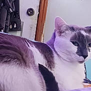 Auggie joined the competition — help win amazing prizes! cat, indoor, fur, relaxed, animal, pet, face, white, gray, black, door, clothing, furniture, tail, closeup, portrait, home, cozy, curious, resting