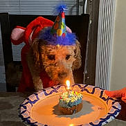 Charlie joined the competition — help win amazing prizes! dog, birthday_dog, party_hat, cupcake, candle, paper_plate, table, chair, blinds, indoor, celebration, costume, fur, person_hand, blue_icing, sprinkles, dessert, cute, pet_party, lighting_shadow