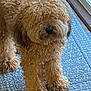 dog, doodle, curly_fur, shaggy, brown_fur, nose, paws, rug, indoor, pet, fluffy, companion, doorway, wood_floor, close_up, portrait, domestic_animal, mop_head, walking_mat, friendly