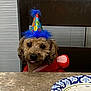 dog, party_hat, birthday, table, paper_plate, cupcake, chair, window_blinds, costume, tongue_out, brown_fur, small_dog, sitting, indoor, celebration, furniture, marble_table, half_eaten, looking_at_camera, cute