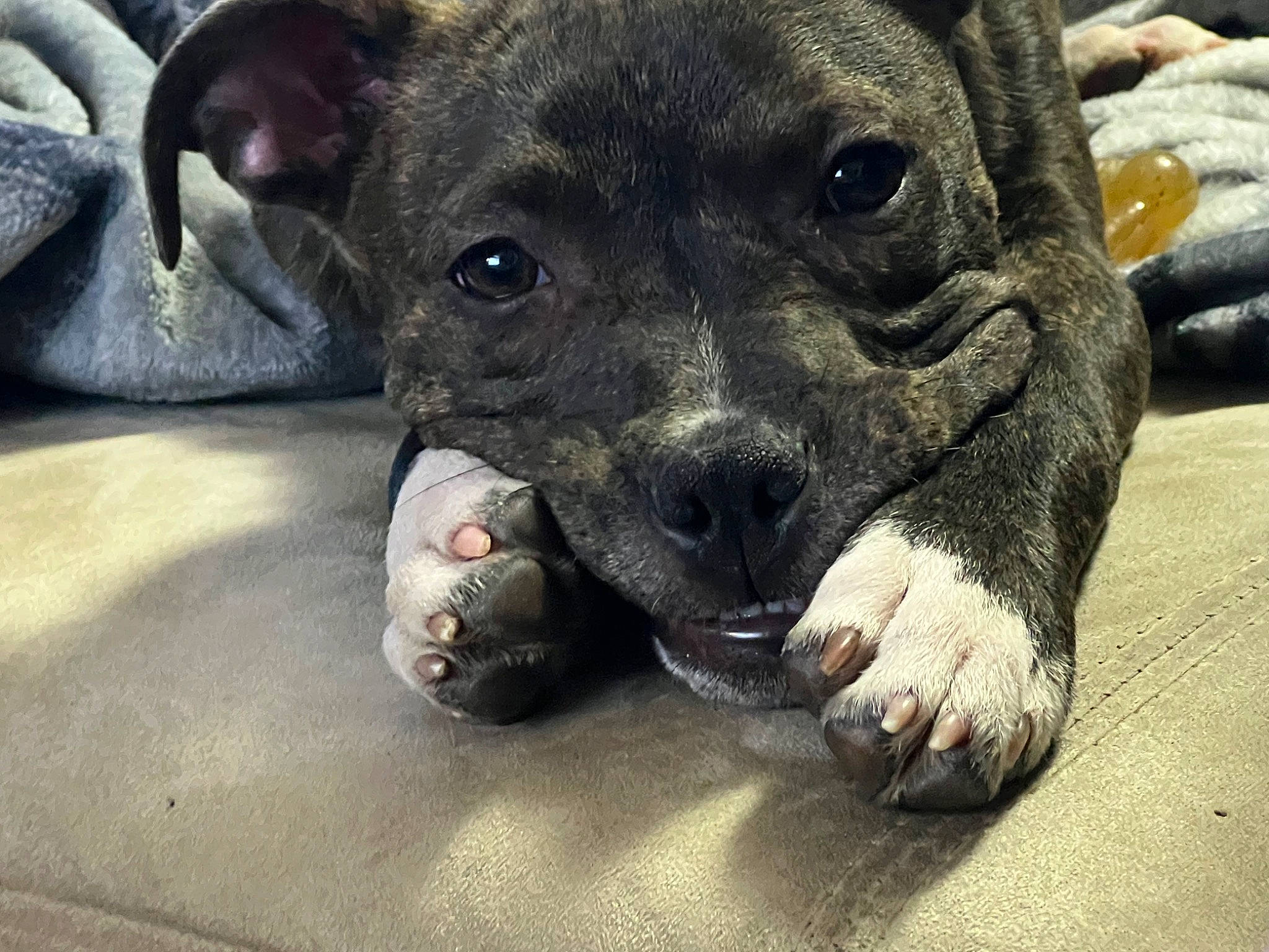 Miami joined the competition — help win amazing prizes! canidae, carnivore, companion_dog, dog, dog_breed, ear, fawn, fur, guard_dog, paw, puppy, snout, sporting_group, street_dog, suidae, terrestrial_animal, toy_dog, whiskers, working_animal, wrinkle