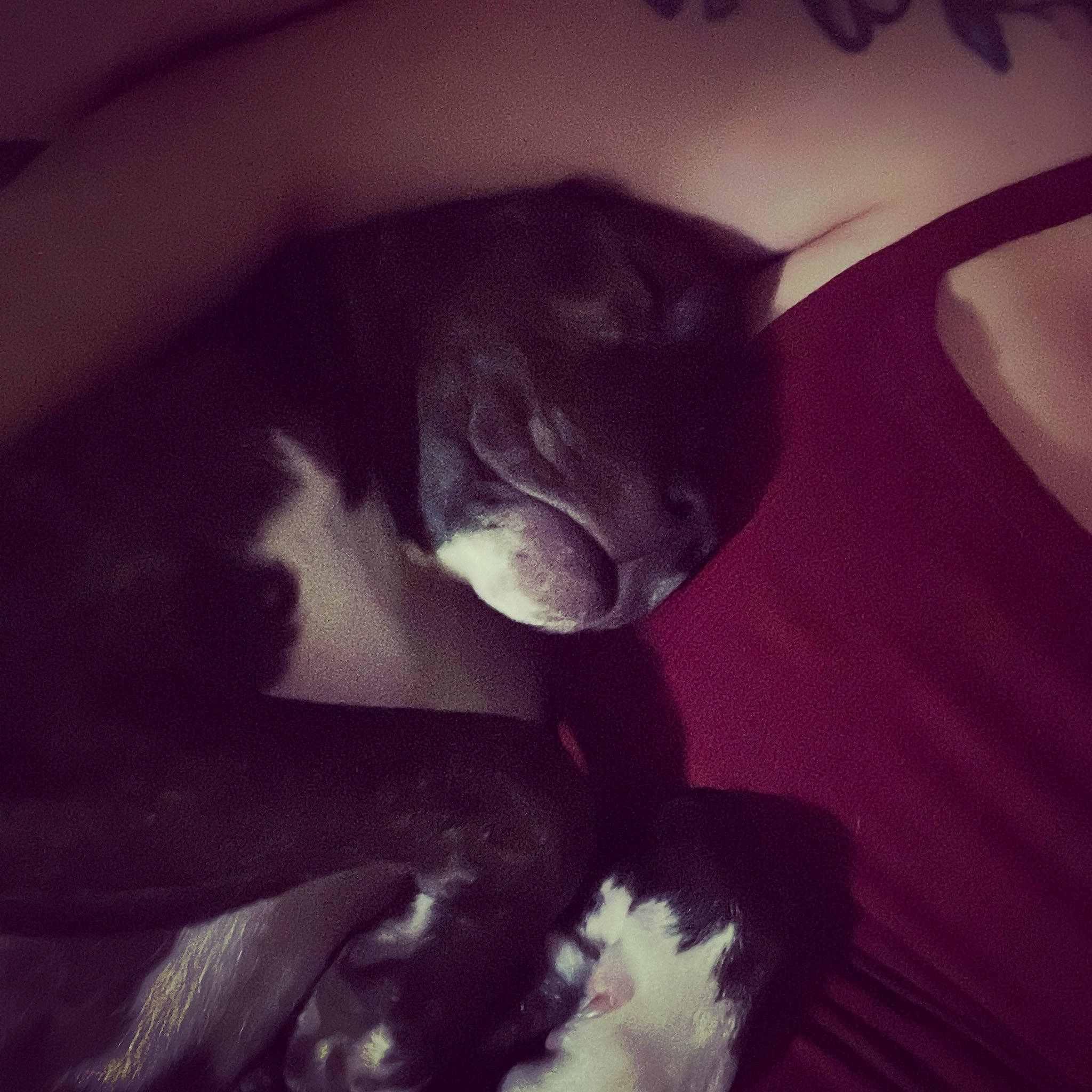 Miami joined the competition — help win amazing prizes! carnivore, cat, cloud, comfort, darkness, domestic_short_haired_cat, ear, elbow, felidae, fur, meteorological_phenomenon, monochrome, monochrome_photography, sky, small_to_medium_sized_cats, snout, square, tail, tints_and_shades, whiskers