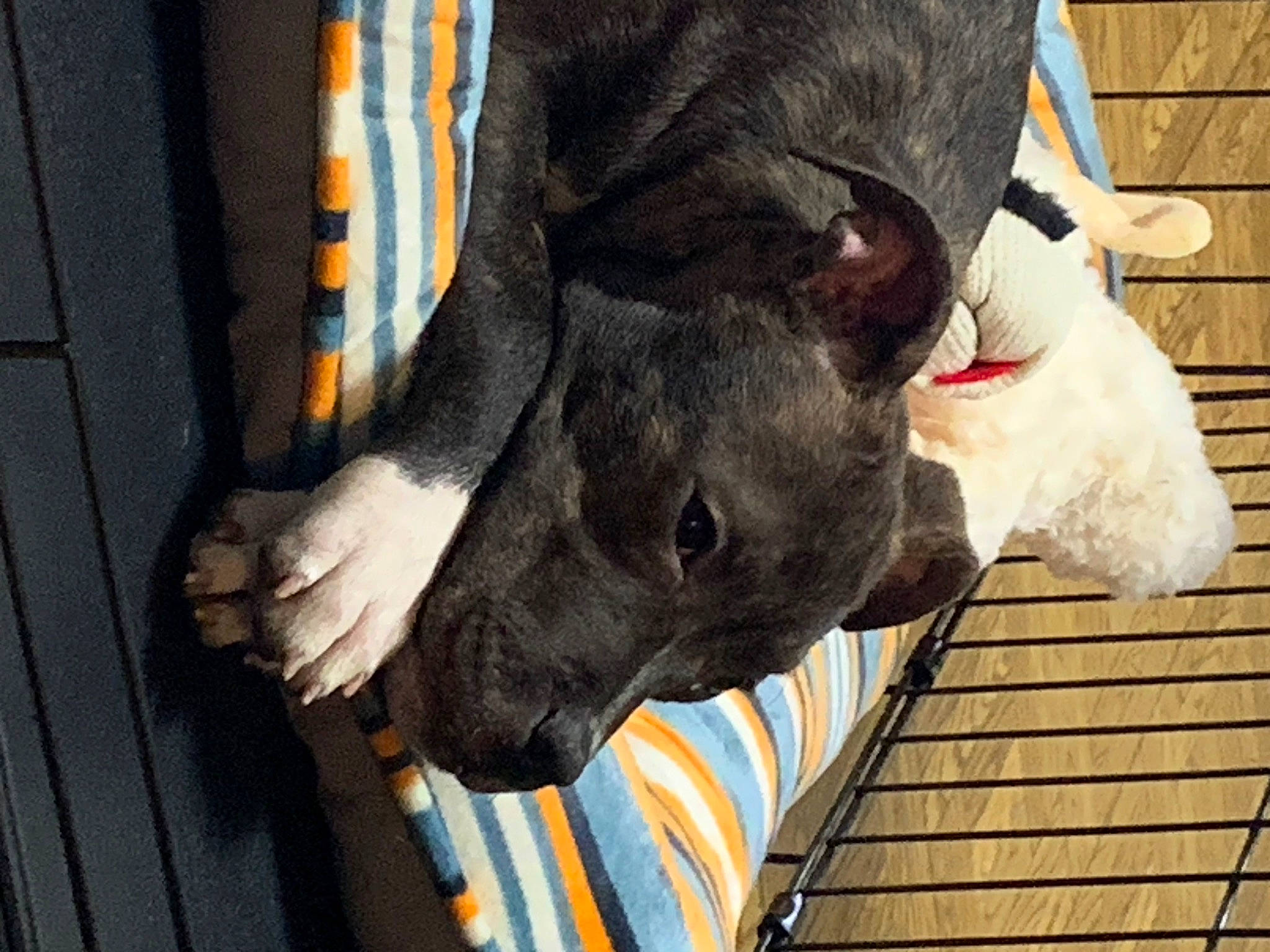 Miami joined the competition — help win amazing prizes! canidae, carmine, carnivore, collar, dog_breed, fawn, fur, livestock, natural_material, non_sporting_group, sporting_group, terrestrial_animal, working_animal