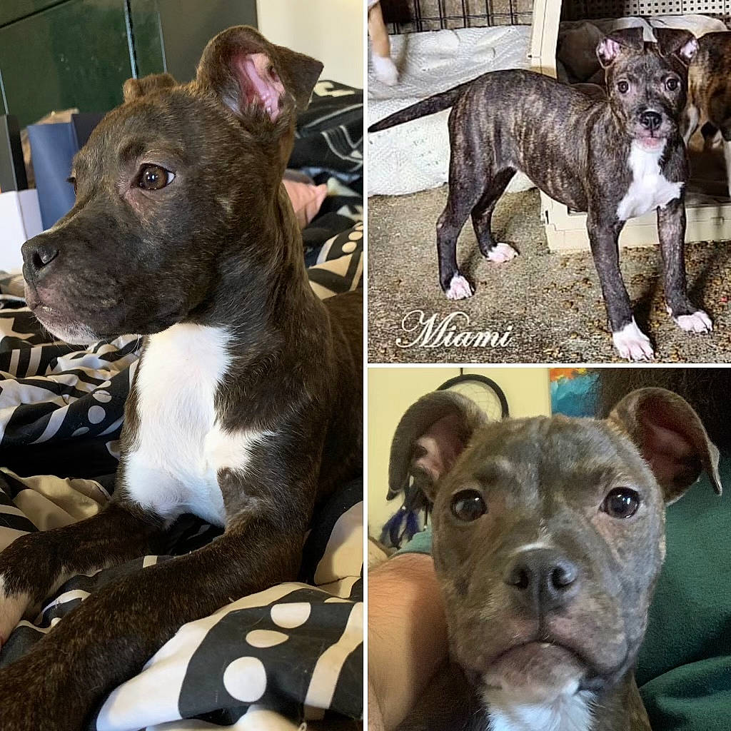 Miami joined the competition — help win amazing prizes! art, canidae, carnivore, collage, collar, companion_dog, dog, dog_breed, dog_collar, dog_supply, fawn, fur, mammal, pet_supply, snout, sporting_group, toy_dog, vertebrate, whiskers, working_animal