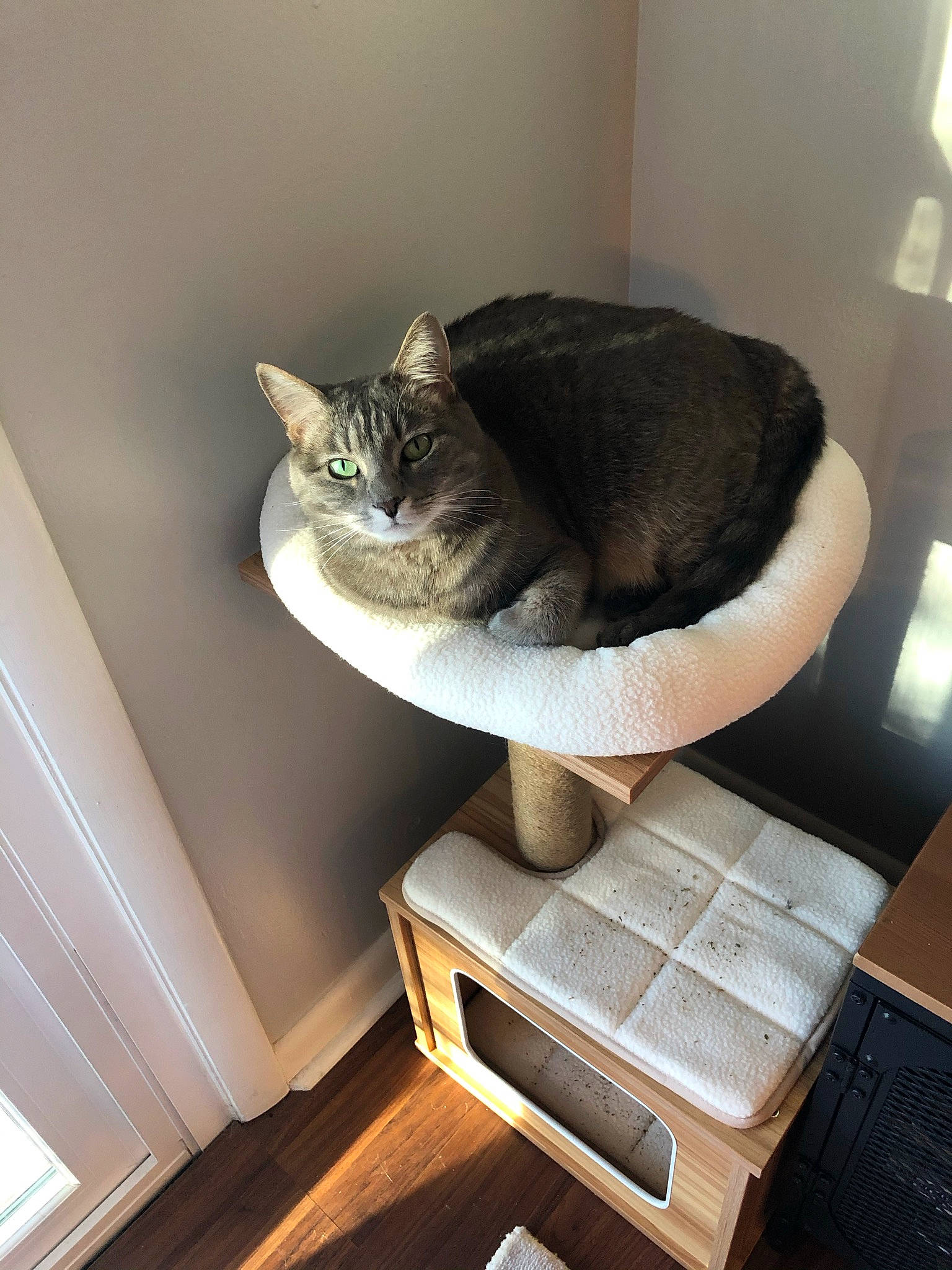 Fern is registered to the contest to win money with this photo: carnivore, cat, cat_supply, comfort, domestic_short_haired_cat, felidae, flooring, fur, grey, hardwood, house, interior_design, room, shelving, small_to_medium_sized_cats, table, tail, whiskers, window, wood