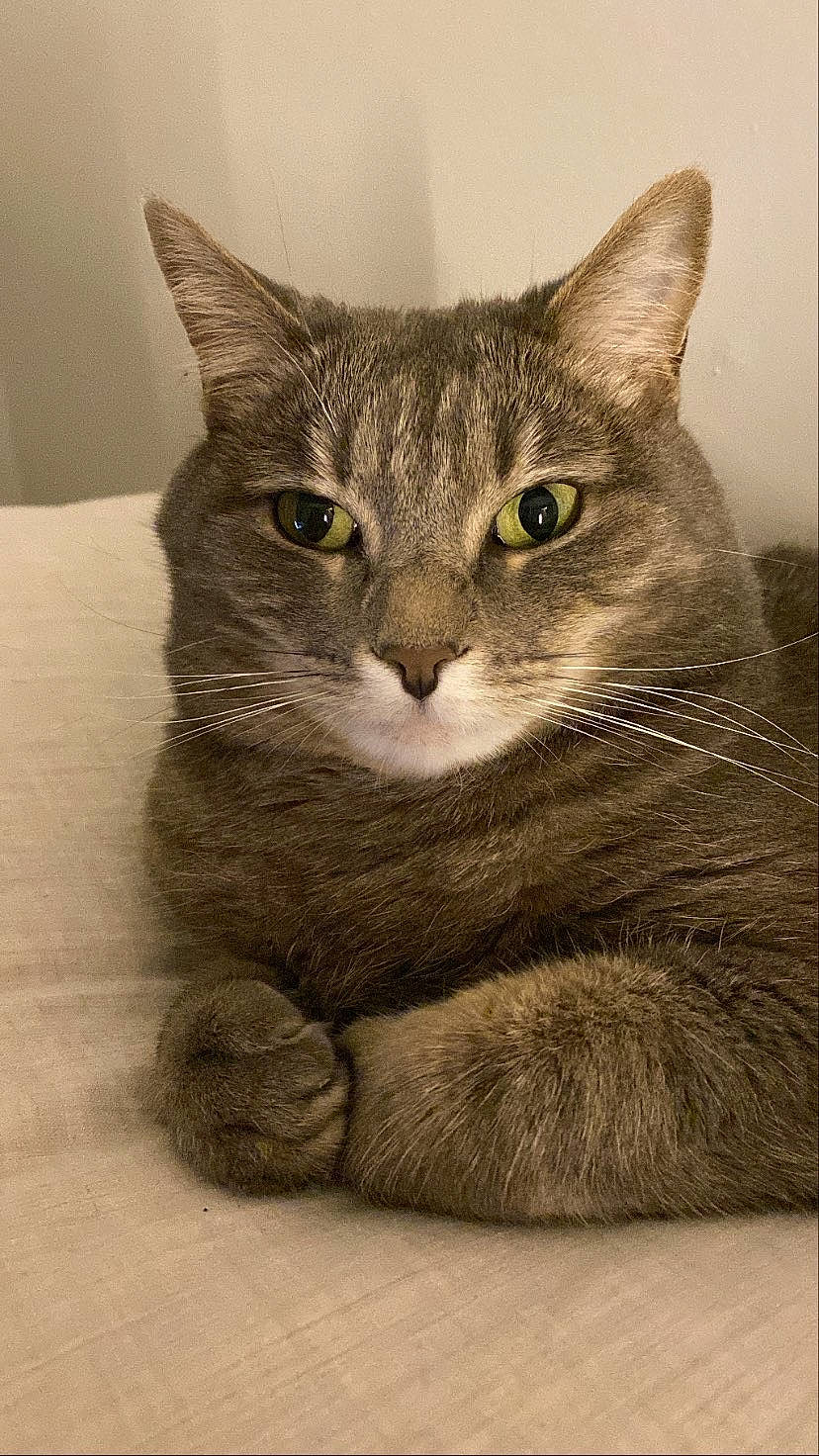 Fern joined the competition — help win amazing prizes! art, carnivore, cat, domestic_short_haired_cat, felidae, fur, grey, illustration, monochrome_photography, paw, photo_caption, puzzle, small_to_medium_sized_cats, snout, terrestrial_animal, whiskers, window