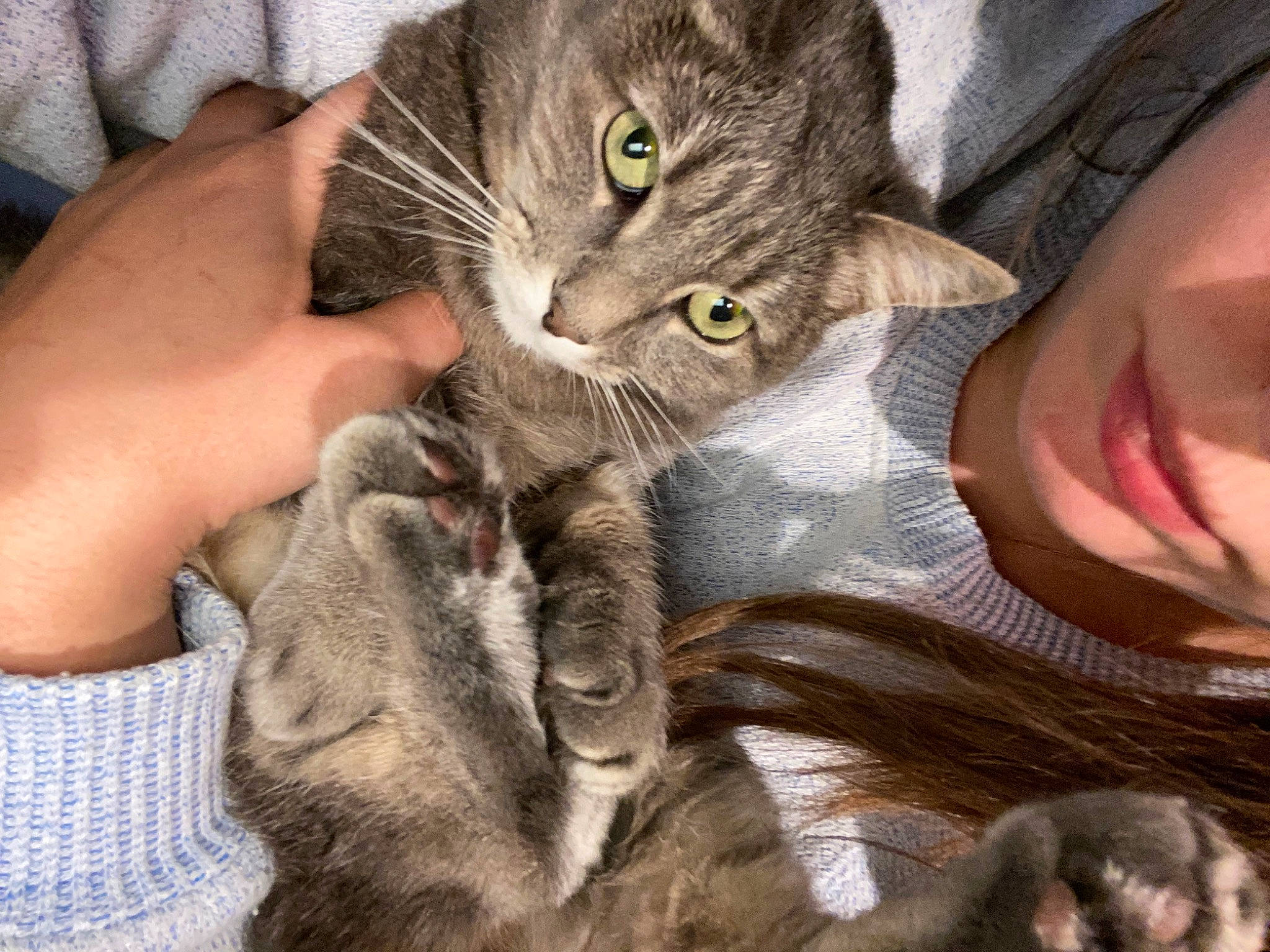 Fern is registered to the contest to win money with this photo: carnivore, cat, claw, comfort, domestic_short_haired_cat, ear, eyelash, fawn, felidae, fur, gesture, lap, nail, paw, sitting, small_to_medium_sized_cats, snout, tail, whiskers