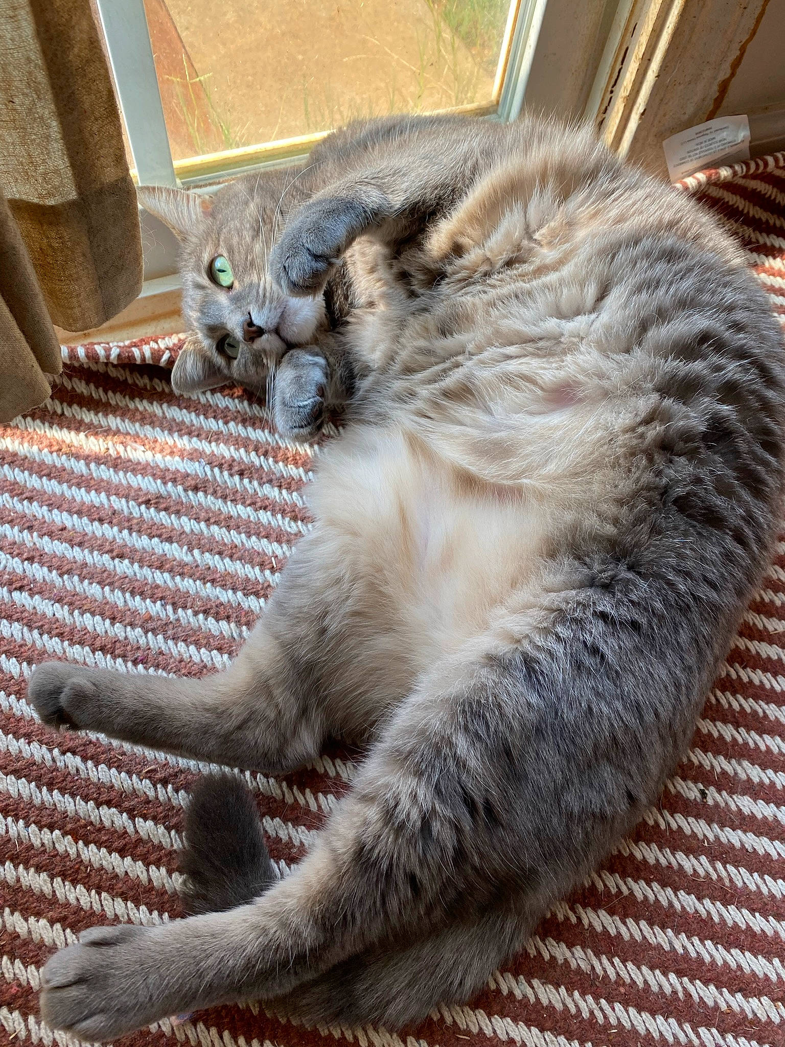 Fern is registered to the contest to win money with this photo: carnivore, cat, claw, comfort, domestic_short_haired_cat, felidae, fur, grey, nap, paw, sleep, small_to_medium_sized_cats, snout, tail, terrestrial_animal, whiskers