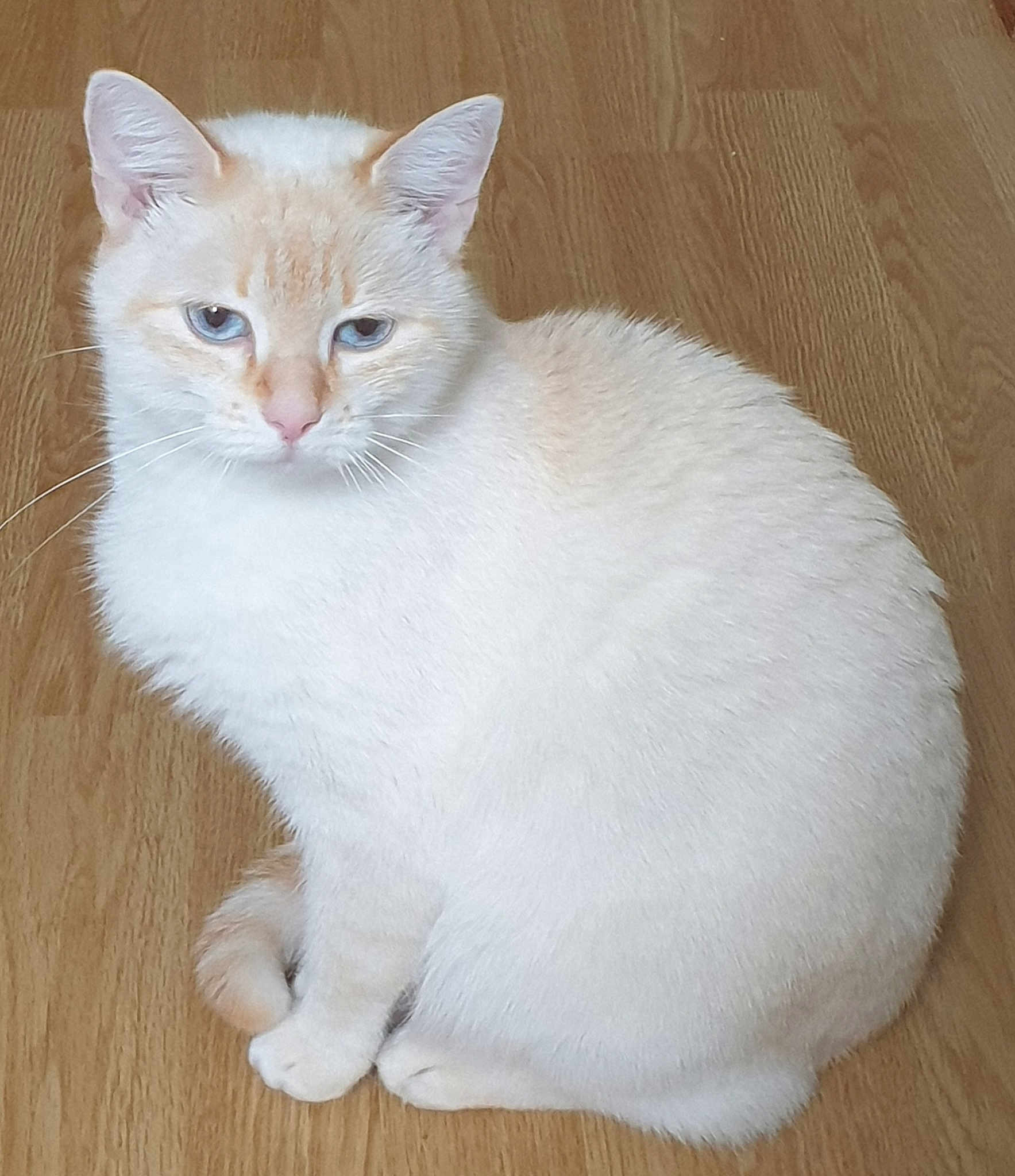 Blanche