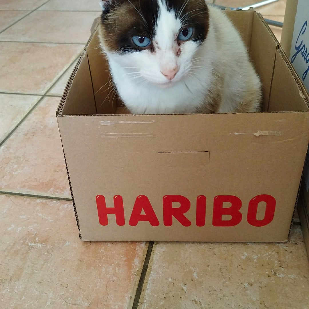 Haribo participe au concours pour gagner de l'argent avec cette photo : animal, box, cardboard, carton, cat, door, face, hardwood, head, indoors, kitten, manx, package, person, pet, photography, plant, portrait, pottedplant, wood