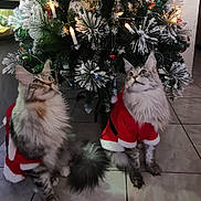 Penny Et Prissy a rejoint le concours — aidez-le/la à gagner de superbes lots ! cat, cats, christmas_tree, holiday, festive, santa_costume, decorations, lights, snow_frosted, indoor, pets, fluffy, tile_floor, cute, animal, christmas, tree, celebration, two_cats, feline